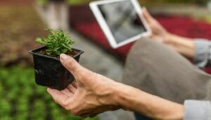 close-up-woman-examining-plant-growth-using-touchpad-while-working-plant-nursery-img