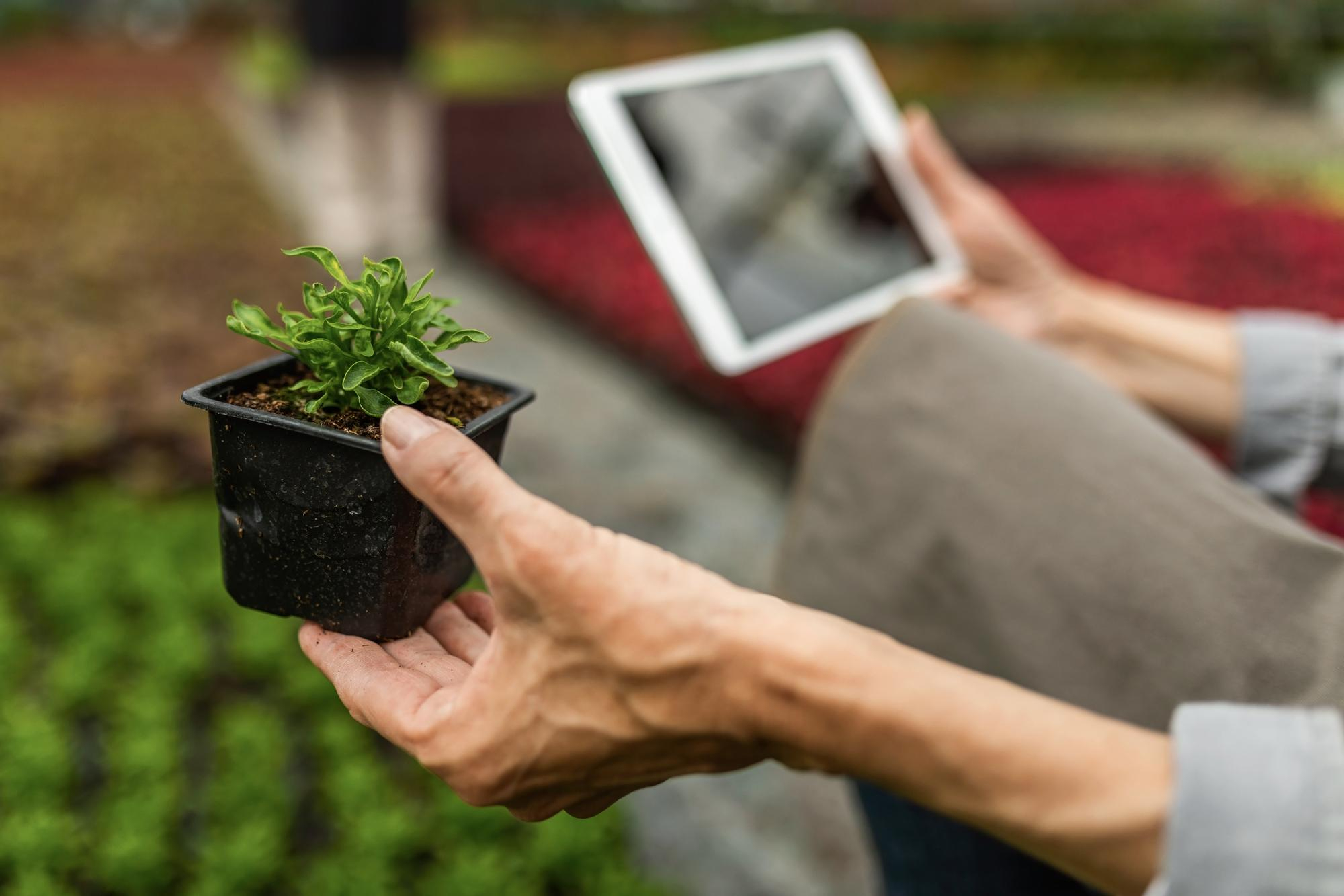 close up woman examining plant growth using touchpad while working plant nursery